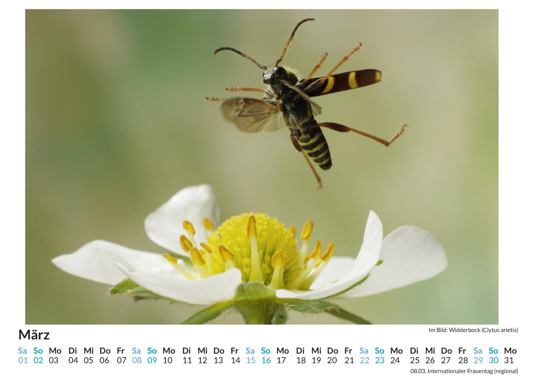 Bild: 9783759123534 | Insekten im Blütenanflug - (Wandkalender 2025, Kalender DIN A4...