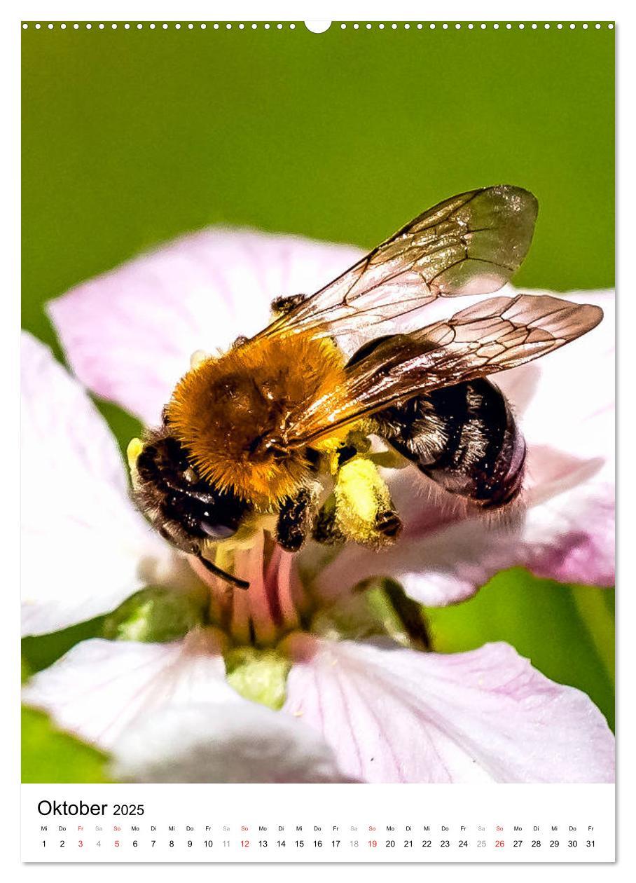 Bild: 9783435966219 | BIENEN - Kleine Nützlinge ganz nah (Wandkalender 2025 DIN A2 hoch),...