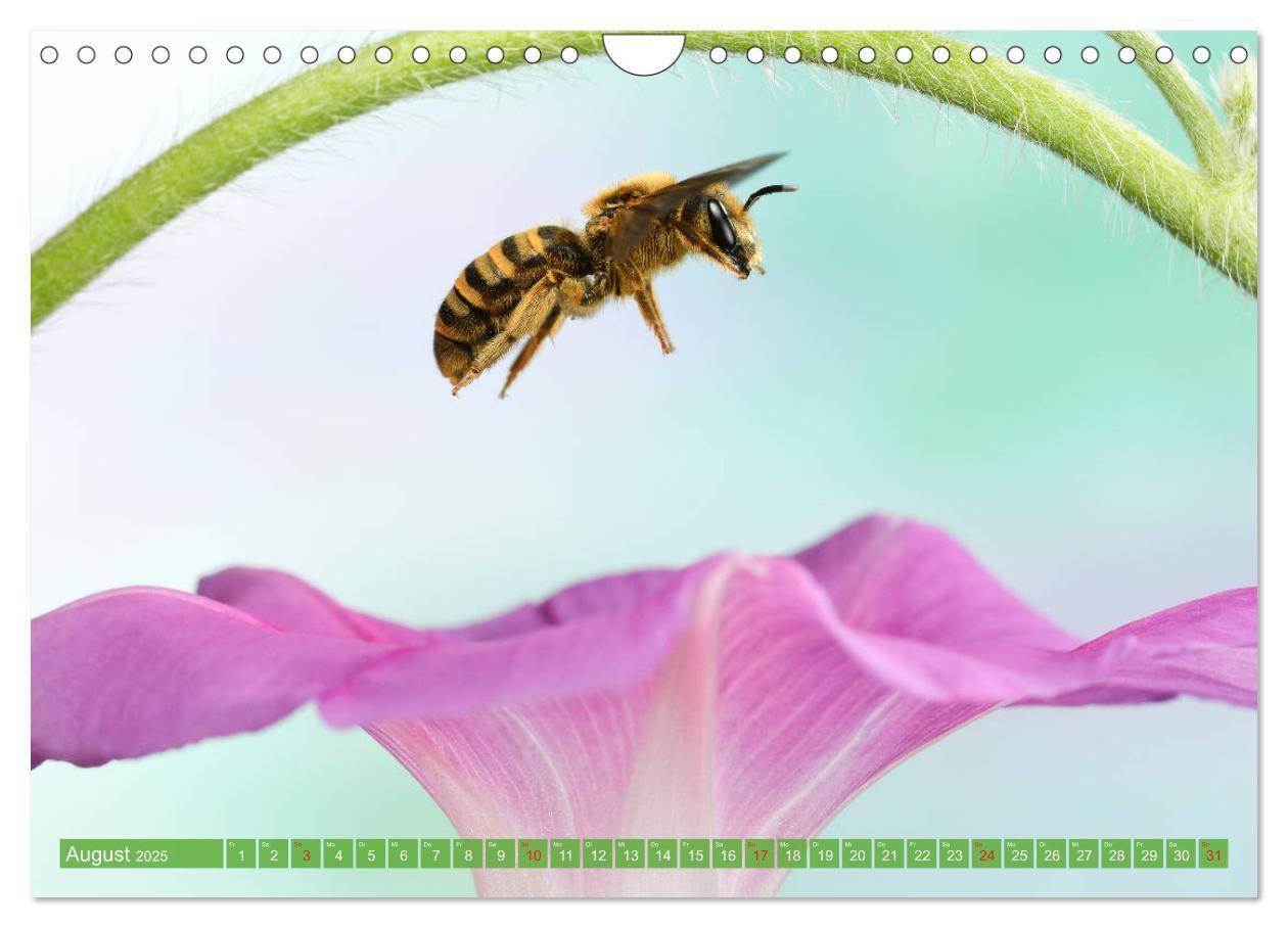 Bild: 9783435220946 | Sechs Beine in der Luft - Wildbienen im Flug (Wandkalender 2025 DIN...