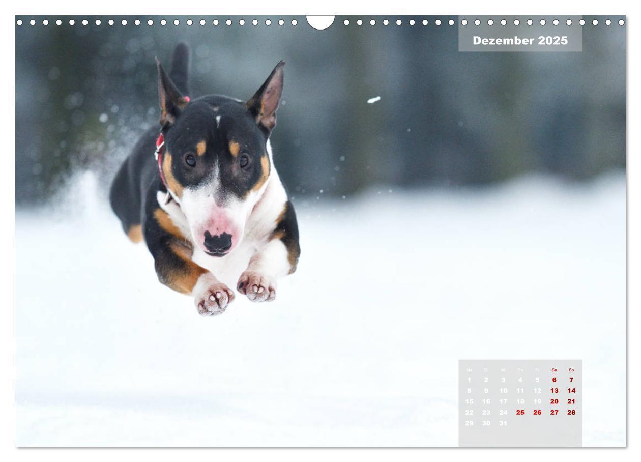 Bild: 9783435341122 | Bullterrier 2025 Frech und fröhlich durch das Jahr (Wandkalender...