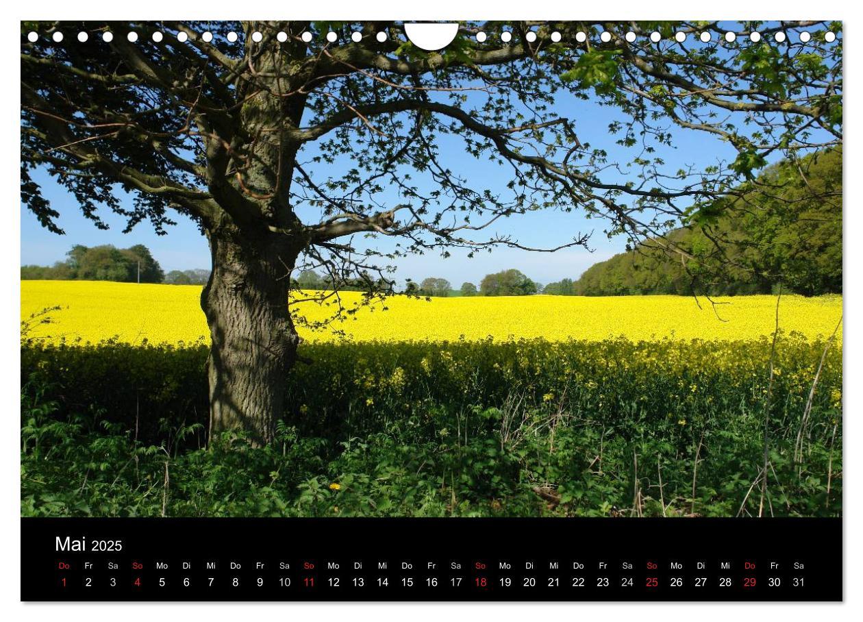 Bild: 9783435812363 | Baum-Variationen (Wandkalender 2025 DIN A4 quer), CALVENDO...