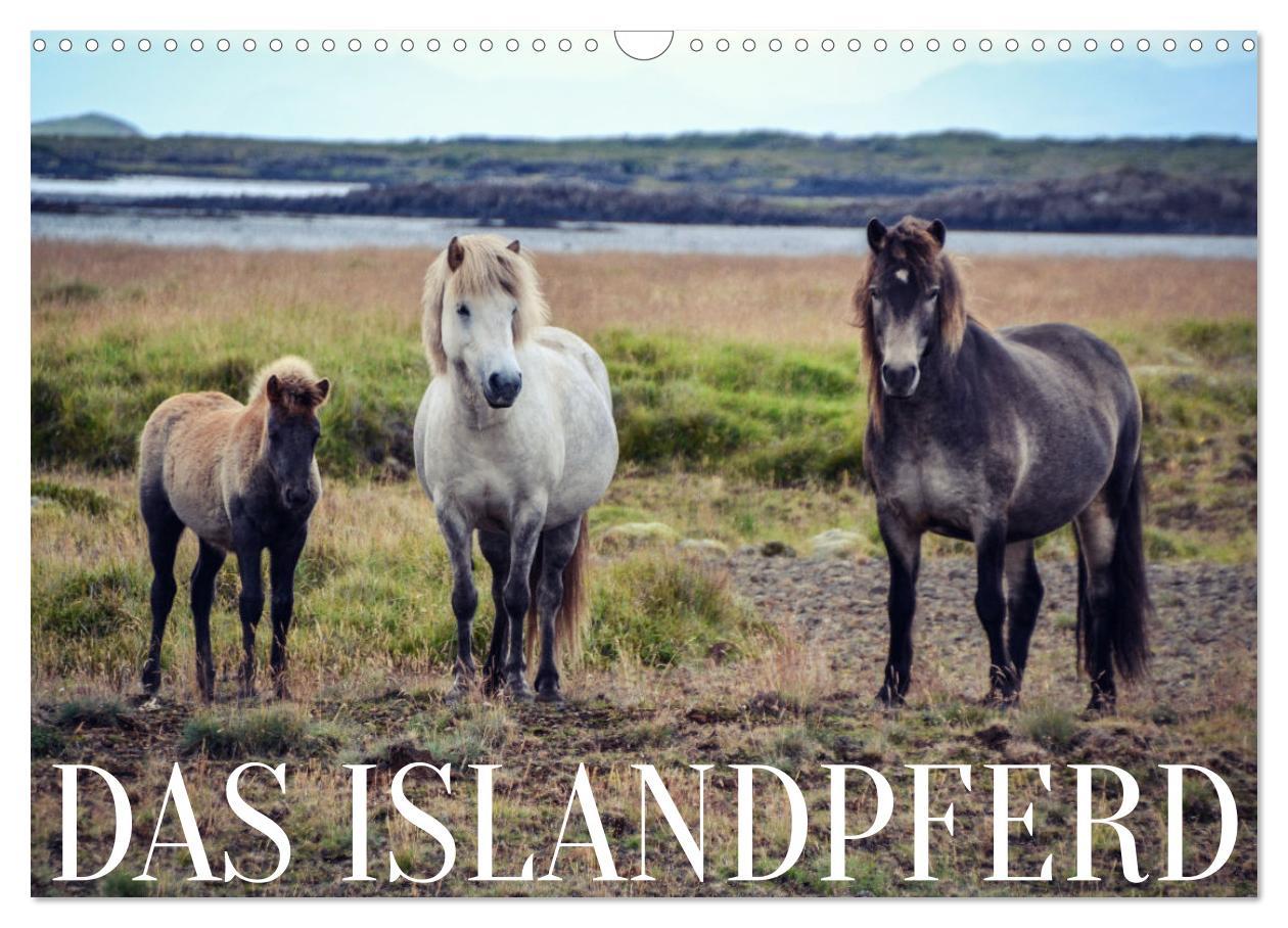 Cover: 9783435071814 | Das Islandpferd (Wandkalender 2025 DIN A3 quer), CALVENDO...