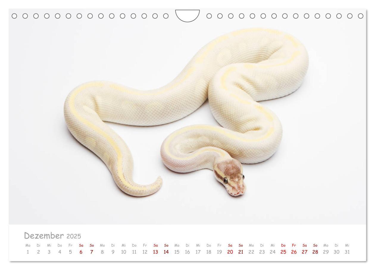 Bild: 9783435118014 | Königspythons - bunte Schlangen (Wandkalender 2025 DIN A4 quer),...