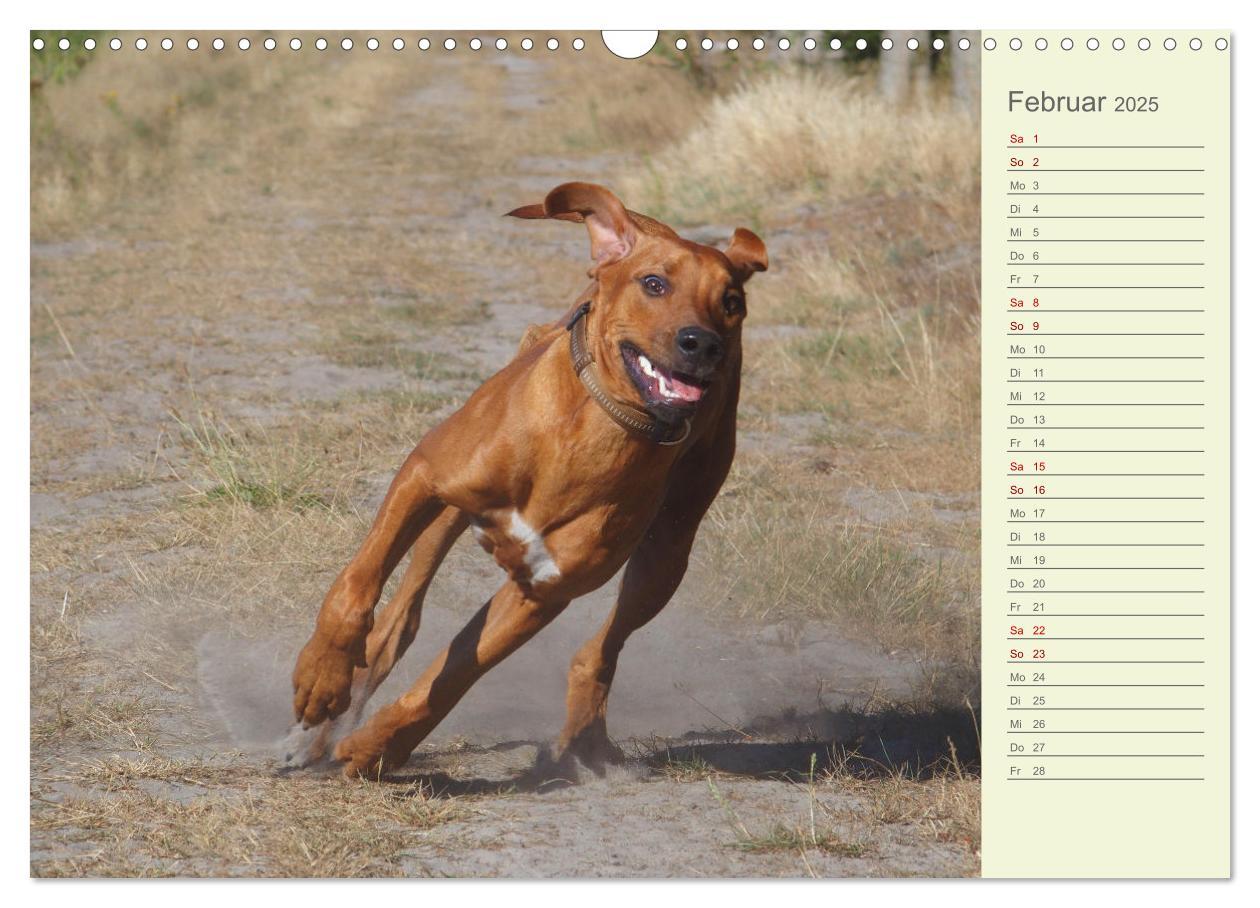 Bild: 9783383937415 | Rhodesian Ridgeback - Jung, wild, zuckersüß (Wandkalender 2025 DIN...