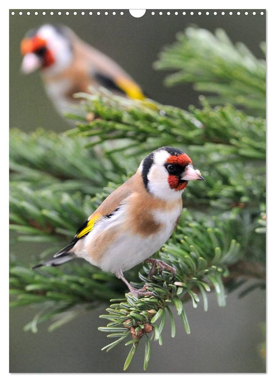 Bild: 9783457043295 | Vögel im heimischen Garten (Wandkalender 2025 DIN A3 hoch),...