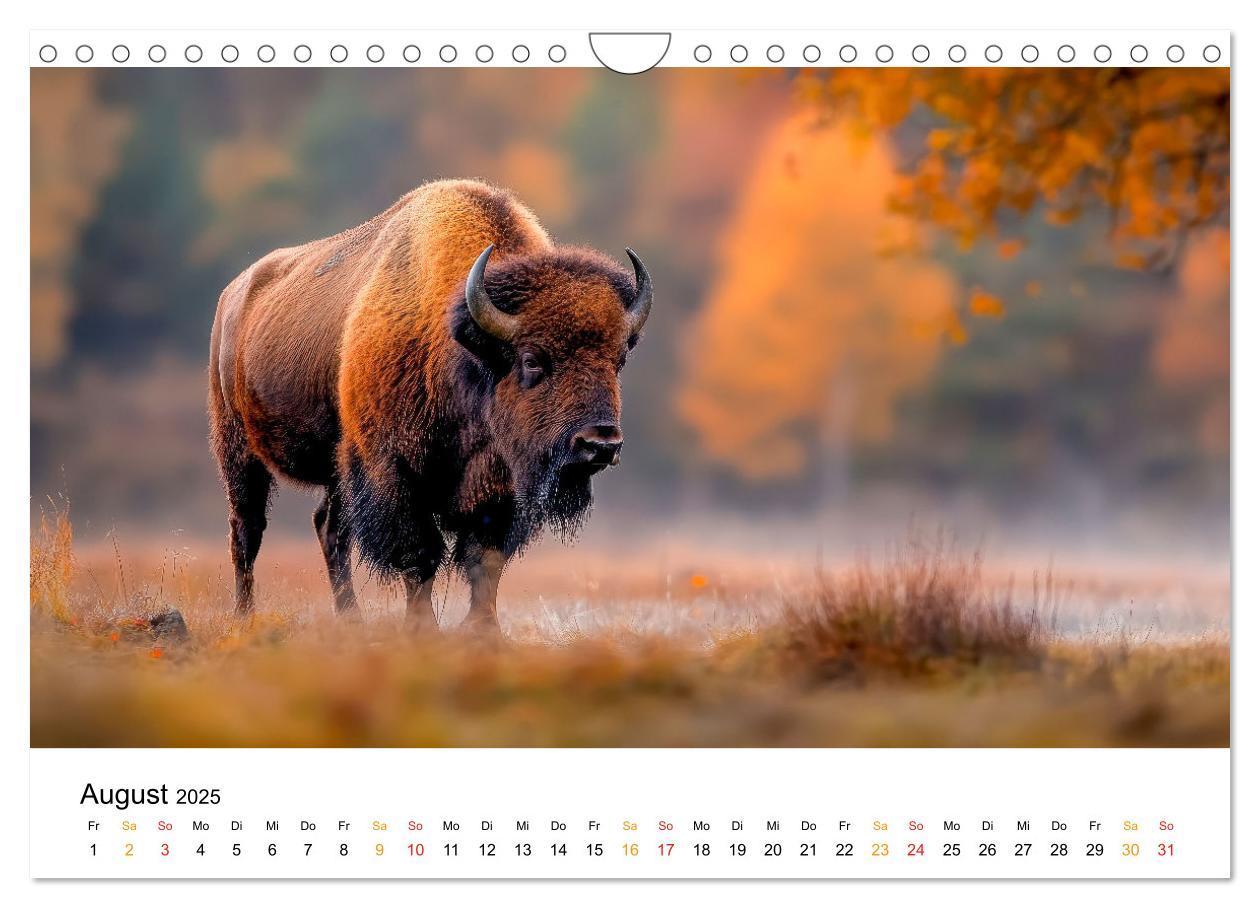 Bild: 9783457238349 | Büffel - Ikonen der Wildnis (Wandkalender 2025 DIN A4 quer),...