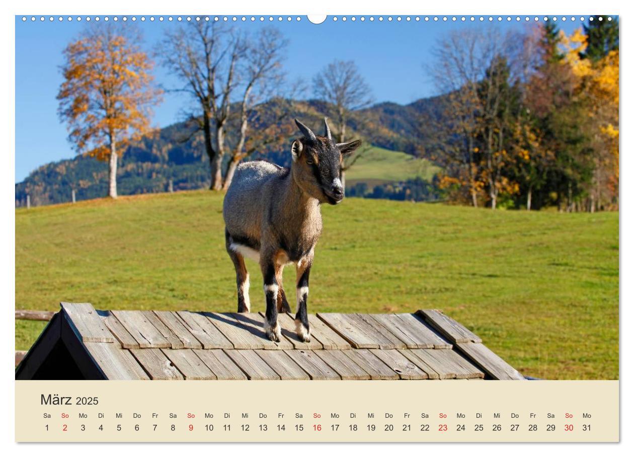 Bild: 9783435492770 | Wir sind die Stars am Bauernhof (Wandkalender 2025 DIN A2 quer),...