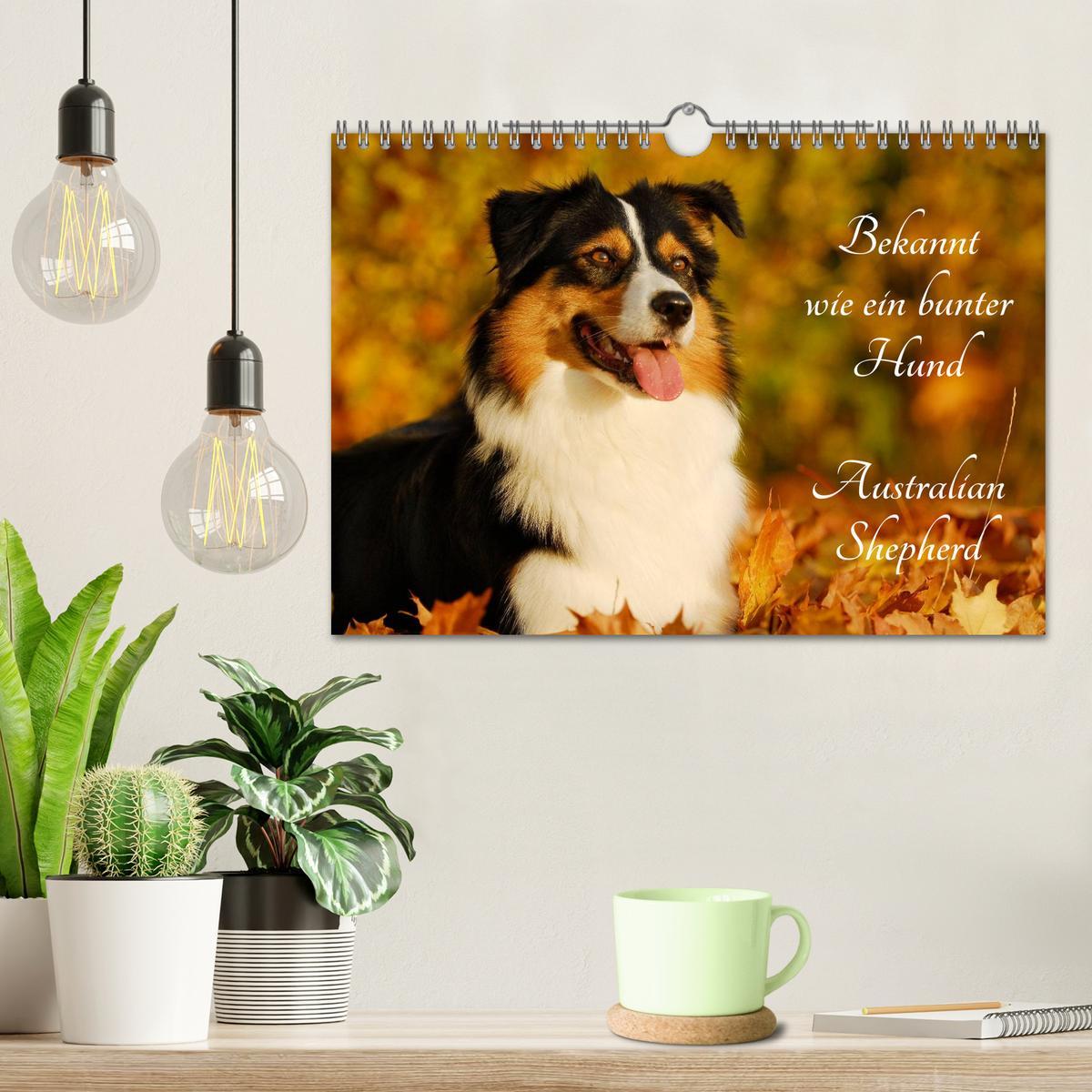 Bild: 9783435571451 | Bekannt wie ein bunter Hund. Australian Shepherd (Wandkalender 2025...