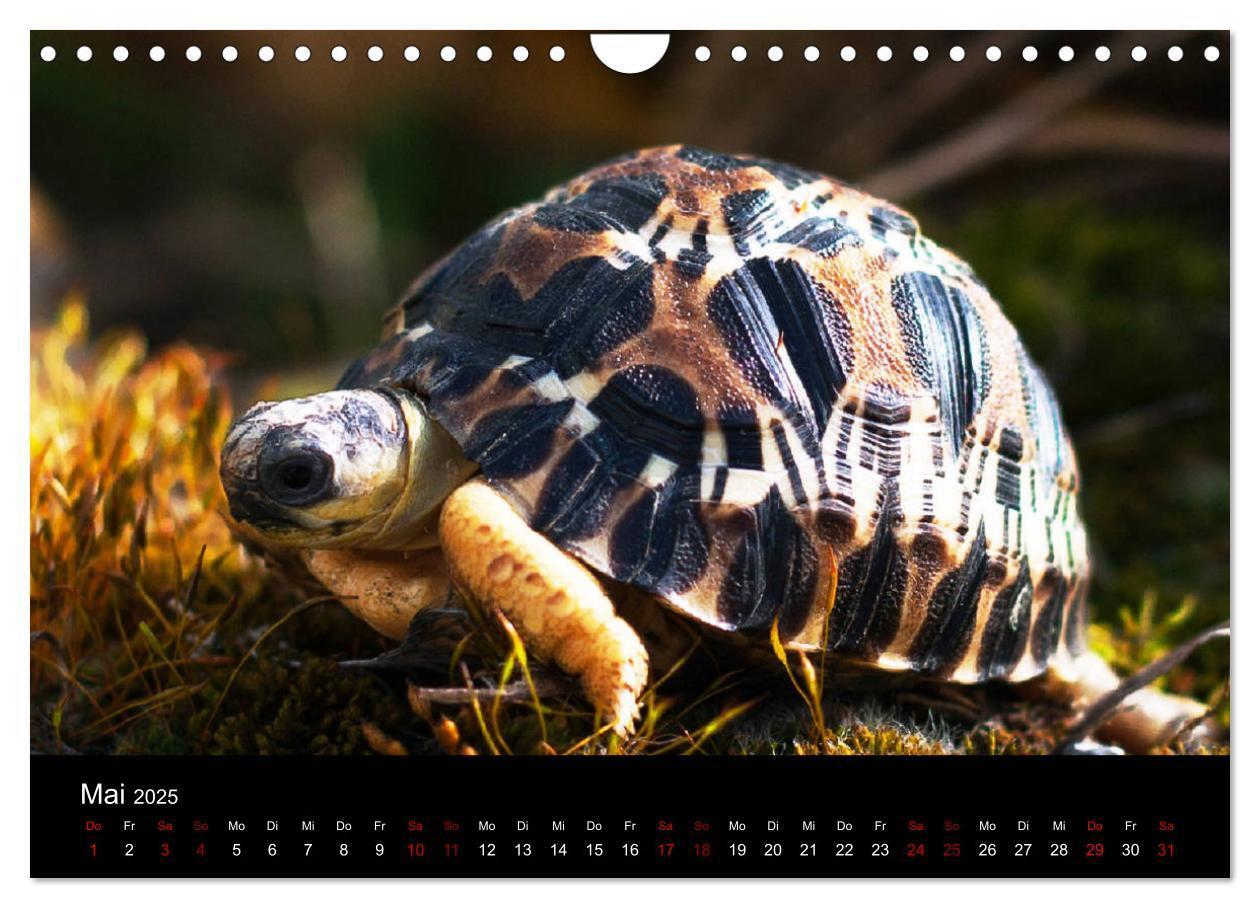 Bild: 9783435382927 | Landschildkröten (Wandkalender 2025 DIN A4 quer), CALVENDO...