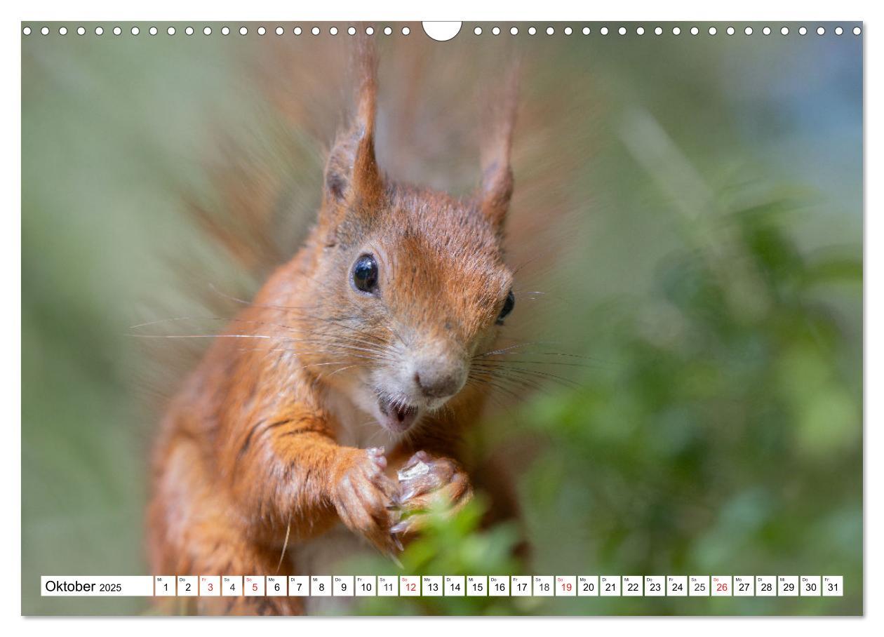 Bild: 9783435669912 | Eichhörnchen im Königlichen Garten (Wandkalender 2025 DIN A3 quer),...