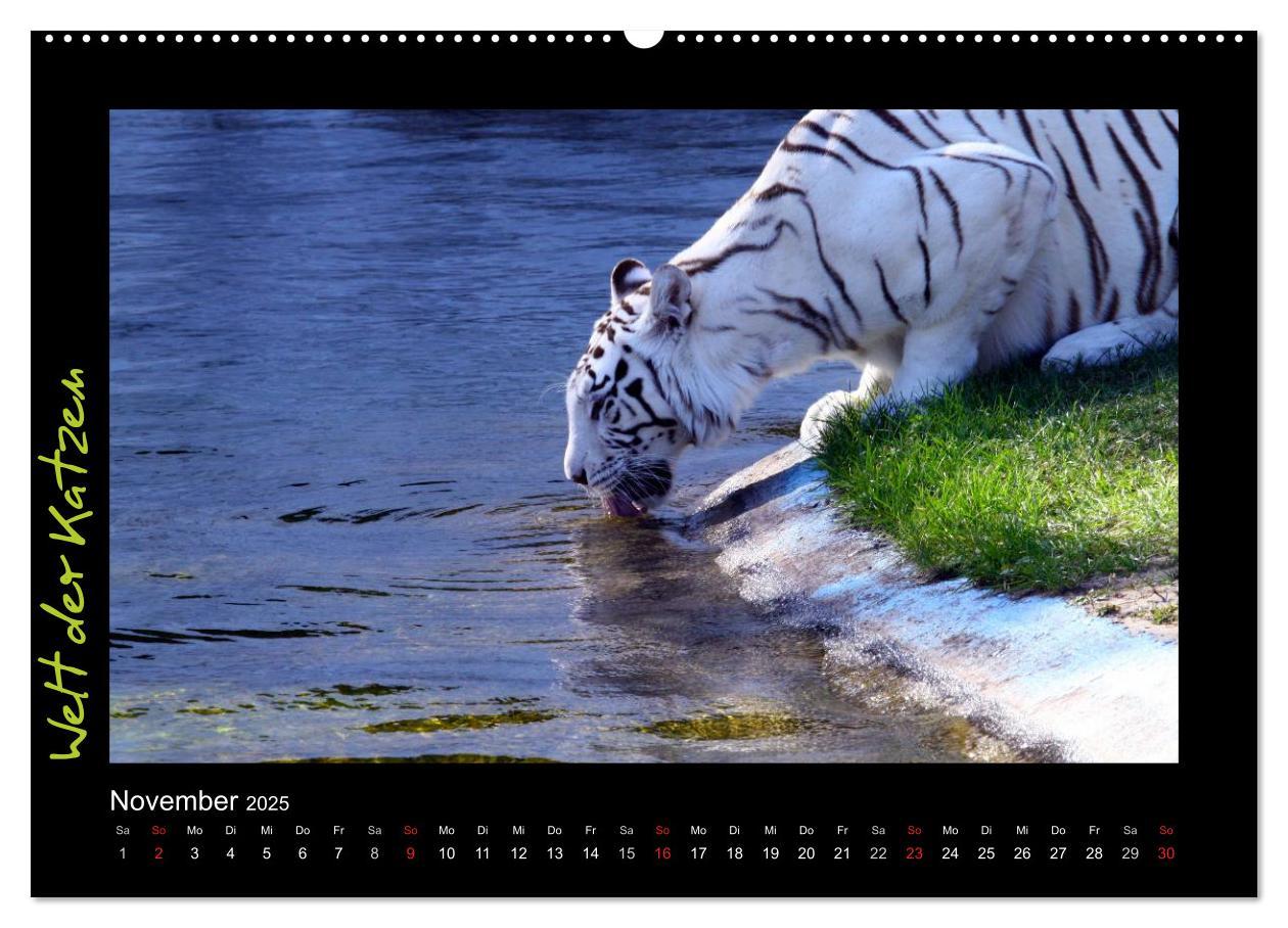 Bild: 9783435774920 | Welt der Katzen - Tiger (Wandkalender 2025 DIN A2 quer), CALVENDO...