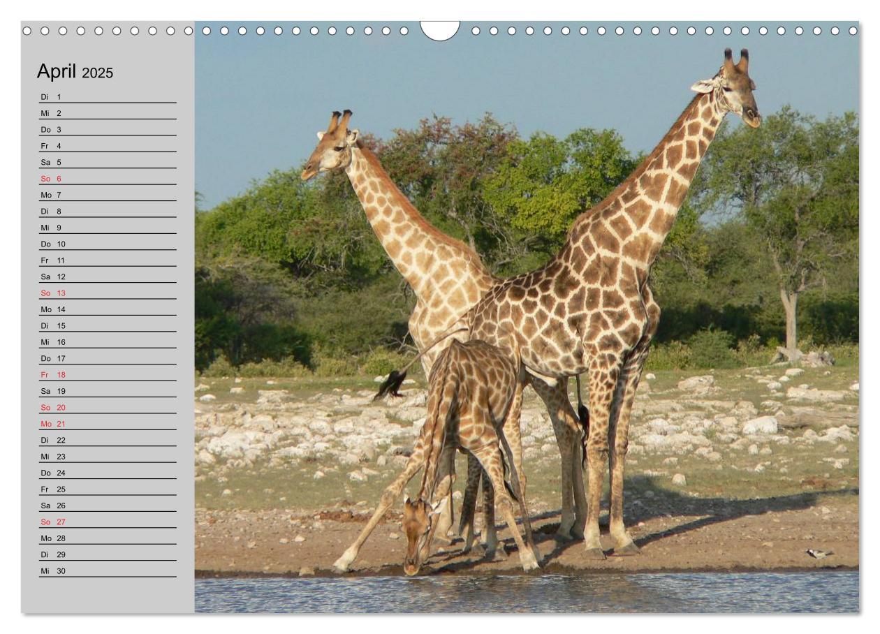 Bild: 9783435534968 | Giraffen. Dem Himmel so nah (Wandkalender 2025 DIN A3 quer),...