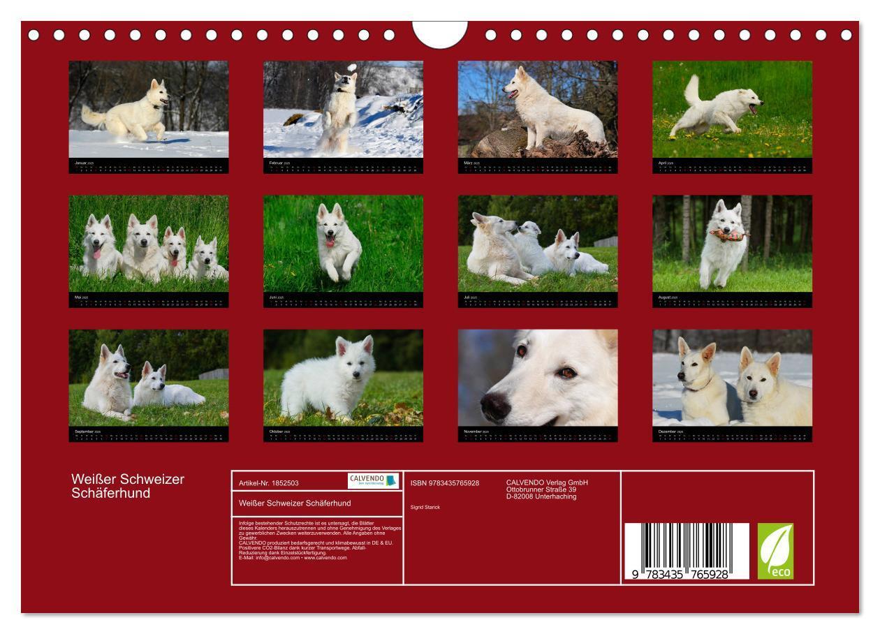 Bild: 9783435765928 | Weißer Schweizer Schäferhund (Wandkalender 2025 DIN A4 quer),...