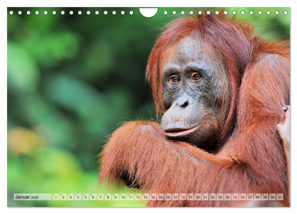 Bild: 9783435228133 | Orang Utans: Zu Besuch im Regenwald (Wandkalender 2025 DIN A4...