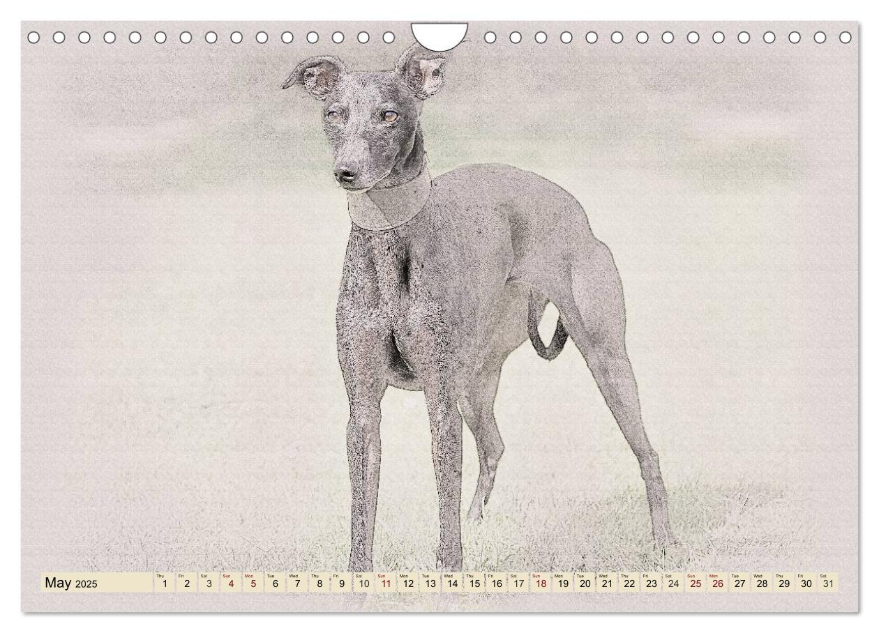 Bild: 9781325992690 | Whippets 2025 (Wall Calendar 2025 DIN A4 landscape), CALVENDO 12...