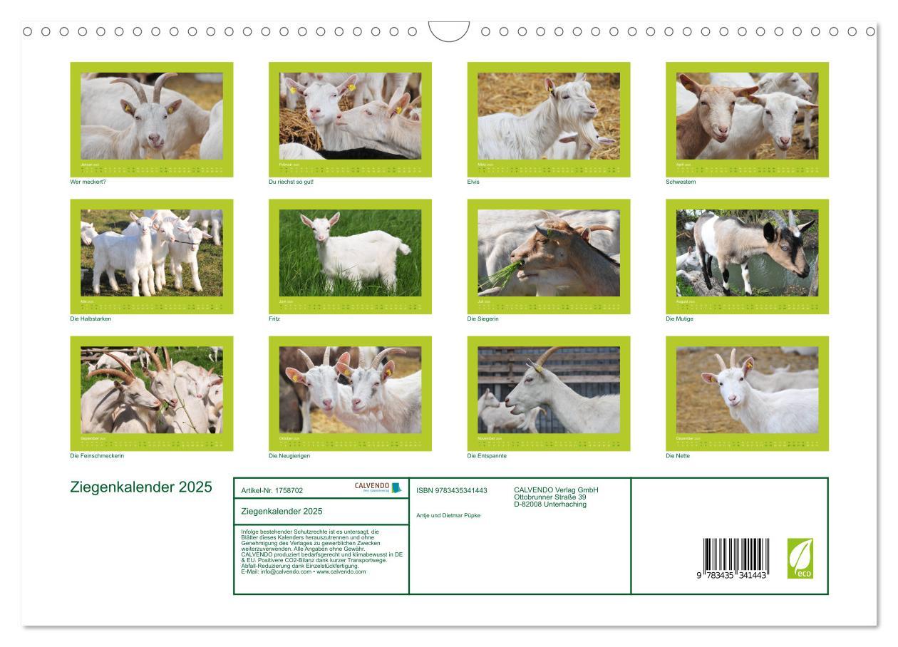 Bild: 9783435341443 | Ziegenkalender 2025 (Wandkalender 2025 DIN A3 quer), CALVENDO...