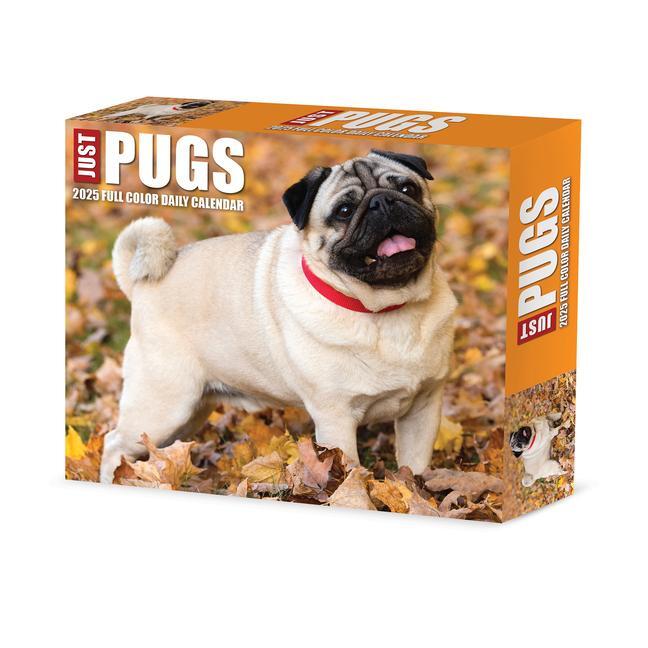 Cover: 9781549240997 | Pugs 2025 6.2 X 5.4 Box Calendar | Willow Creek Press | Kalender