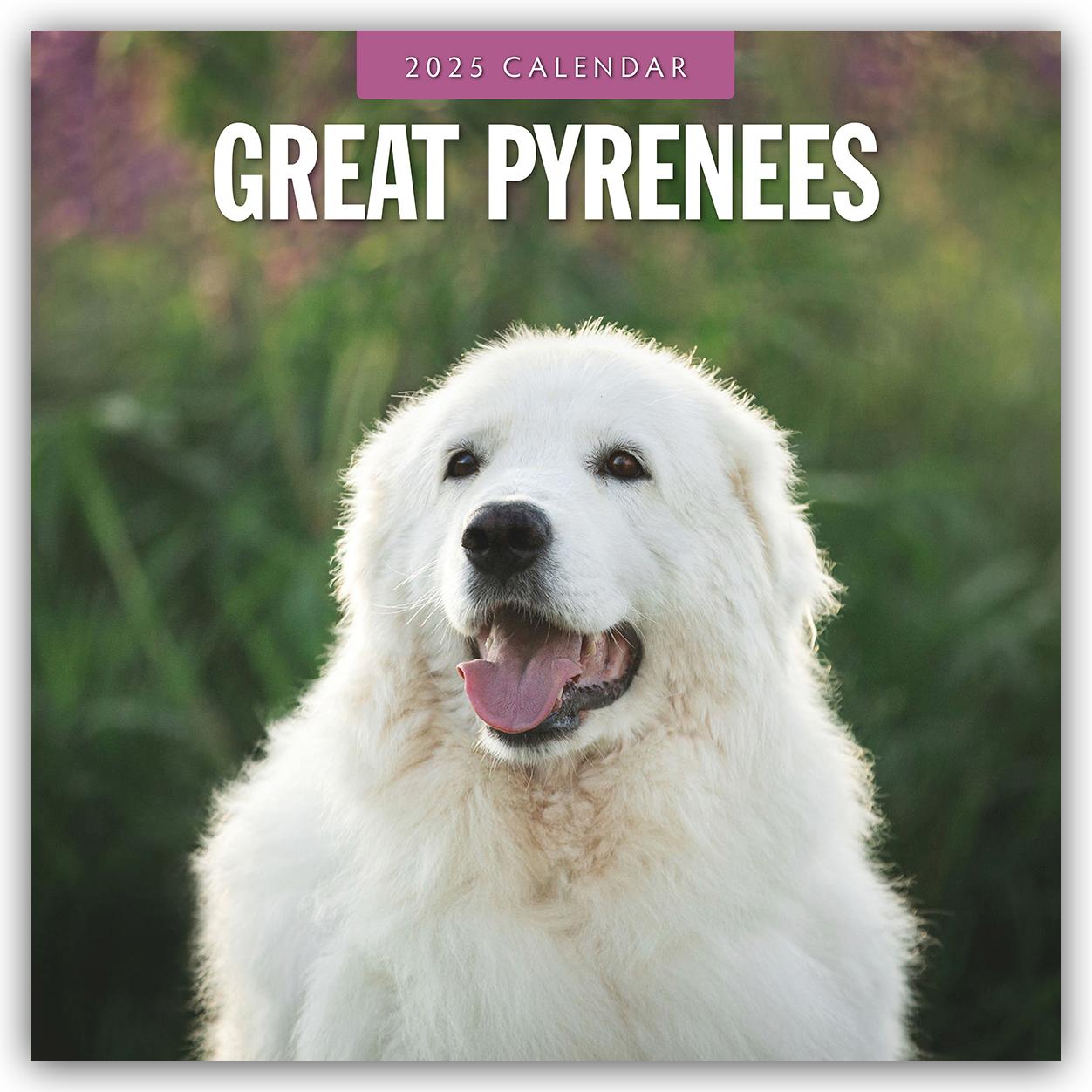 Cover: 9781804424735 | Great Pyrenees - Pyrenäenberghund 2025 - 16-Monatskalender | Robin Red