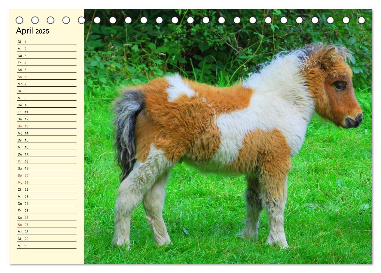 Bild: 9783435651184 | Ponys. Herzensbrecher mit Grips (Tischkalender 2025 DIN A5 quer),...