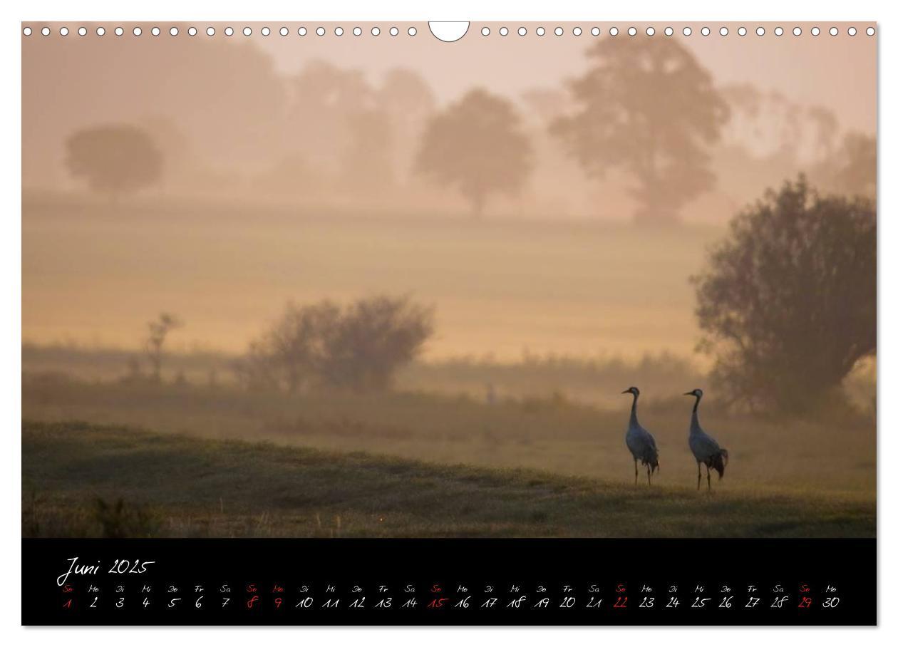 Bild: 9783435816316 | Kraniche - Vögel des Glücks (Wandkalender 2025 DIN A3 quer),...