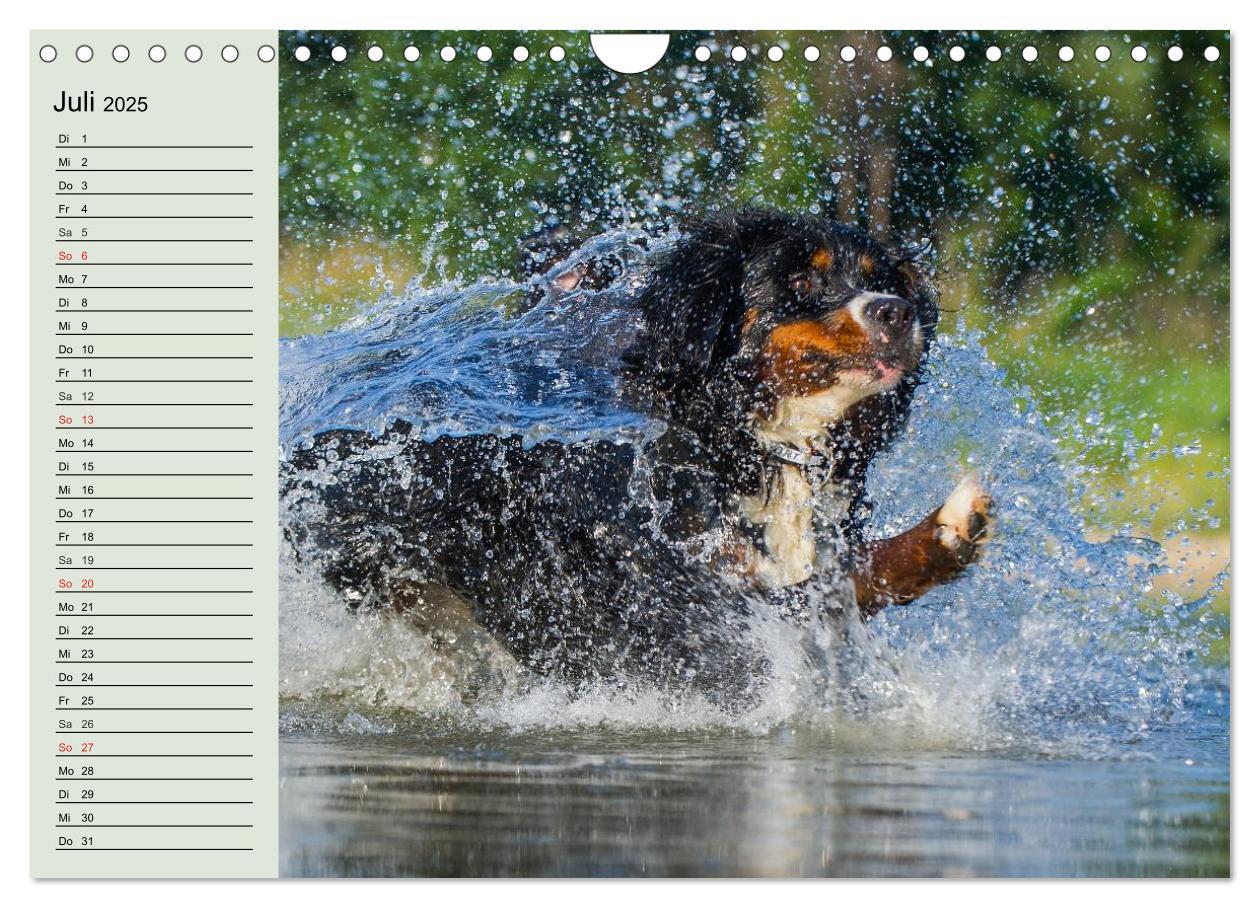 Bild: 9783435545797 | Berner Sennenhunde in Action (Wandkalender 2025 DIN A4 quer),...