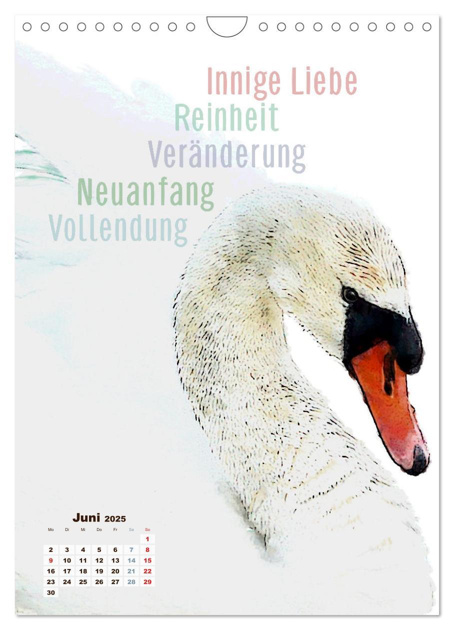 Bild: 9783457137437 | Welche spirituelle Bedeutung hat dieser Vogel? (Wandkalender 2025...