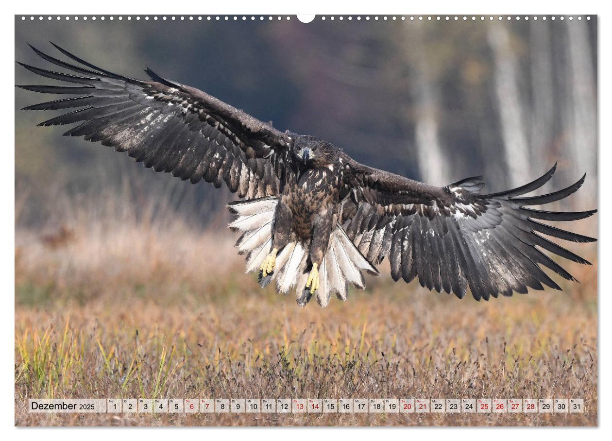 Bild: 9783435230105 | Majestätische Seeadler (Wandkalender 2025 DIN A2 quer), CALVENDO...