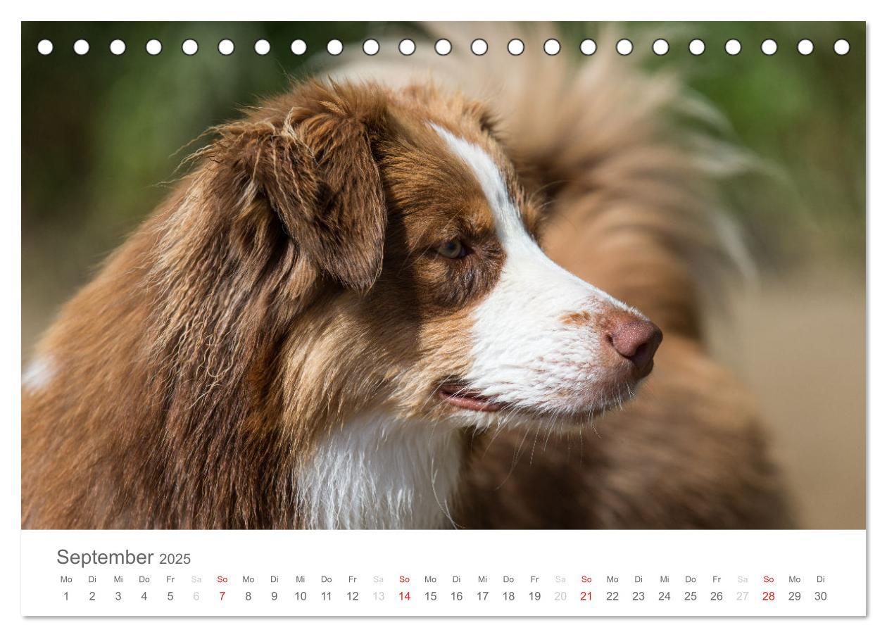 Bild: 9783435671762 | Australian Shepherd 2025 (Tischkalender 2025 DIN A5 quer), CALVENDO...