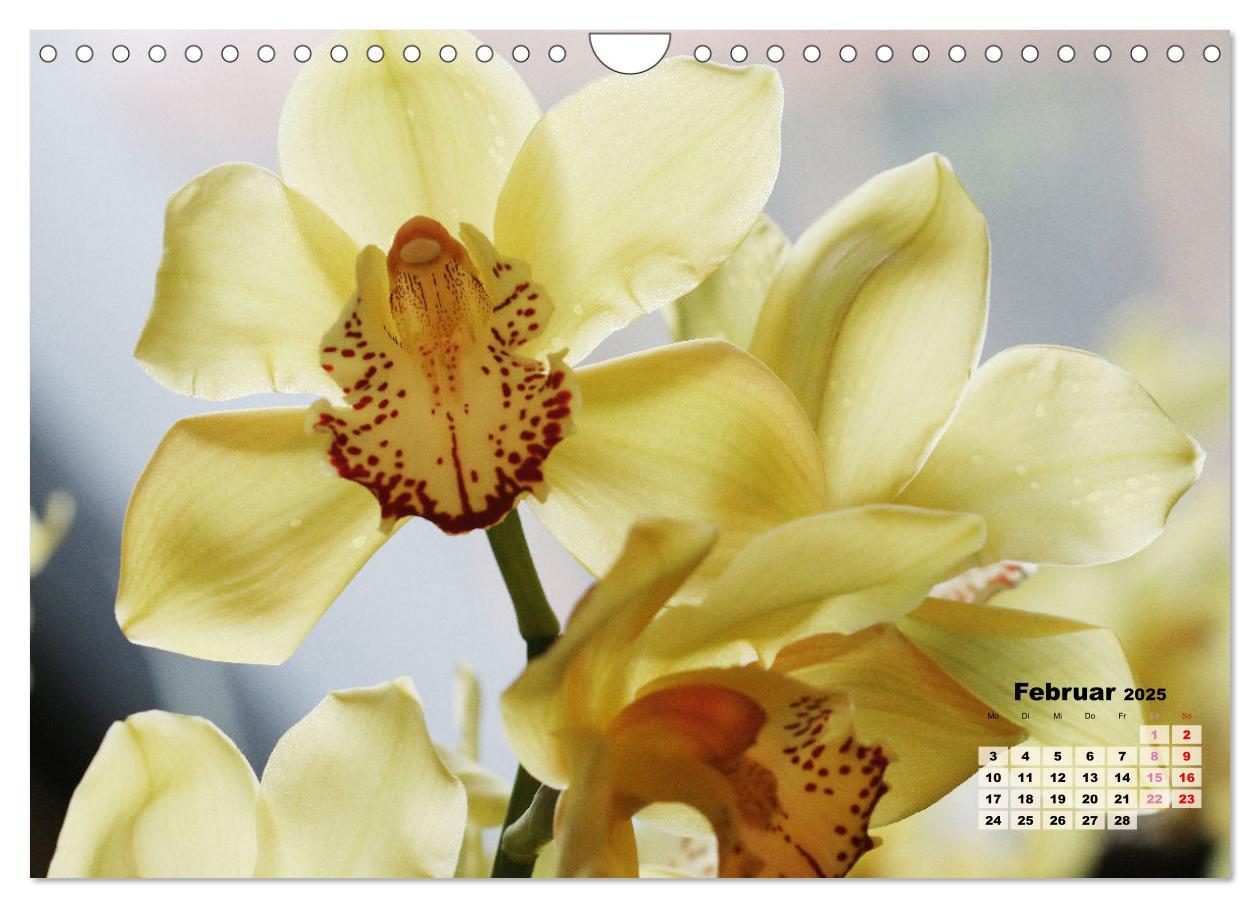 Bild: 9783383915901 | Schönste Orchideen (Wandkalender 2025 DIN A4 quer), CALVENDO...