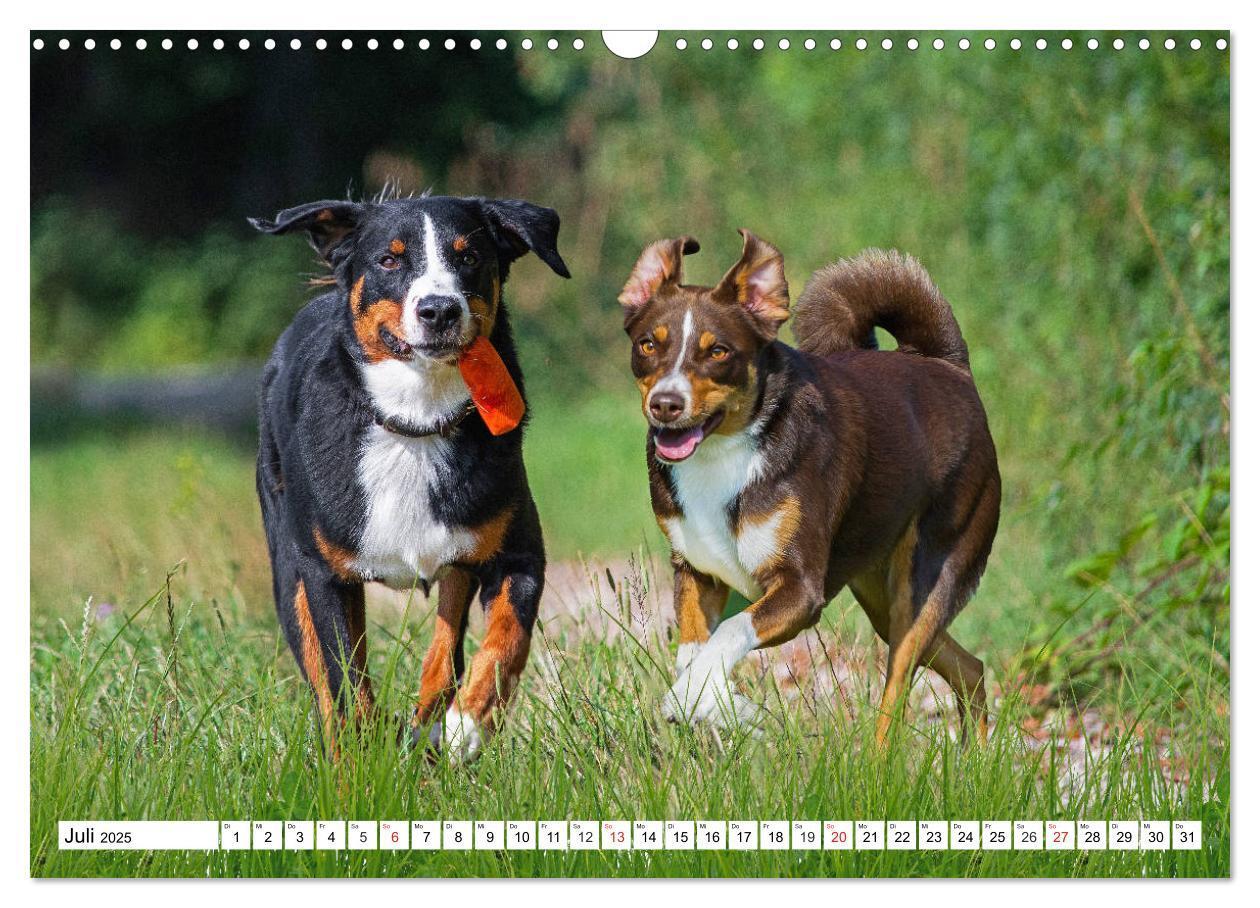 Bild: 9783435112630 | Appenzeller Sennenhund - Ein Schweizer auf 4 Pfoten (Wandkalender...