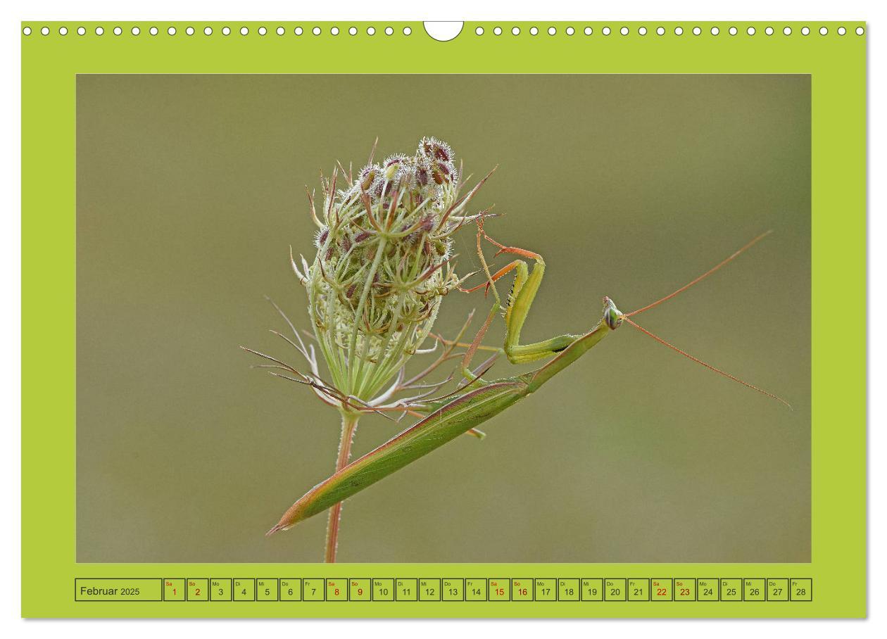 Bild: 9783435150380 | Die Gottesanbeterin Mantis Religiosa (Wandkalender 2025 DIN A3...