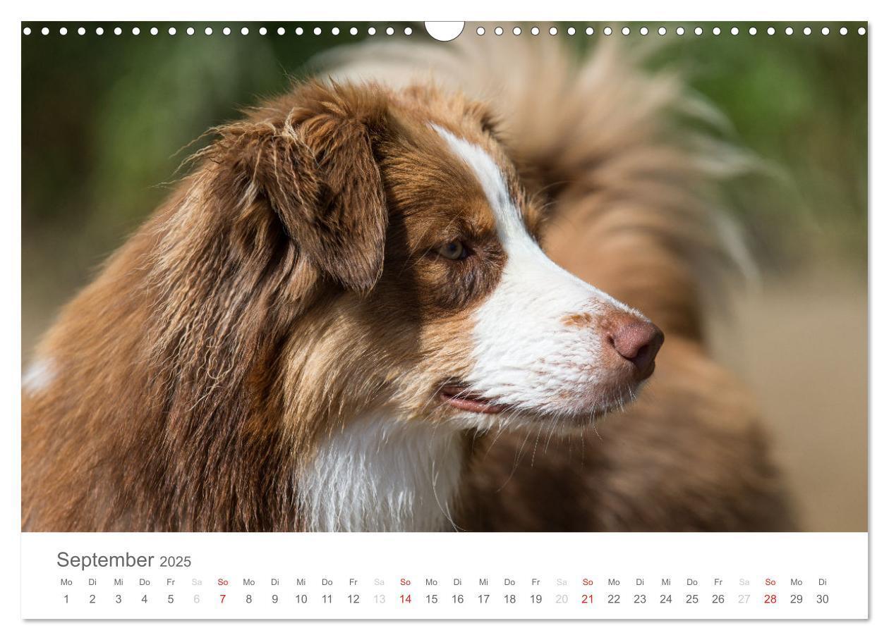 Bild: 9783435672639 | Australian Shepherd 2025 (Wandkalender 2025 DIN A3 quer), CALVENDO...