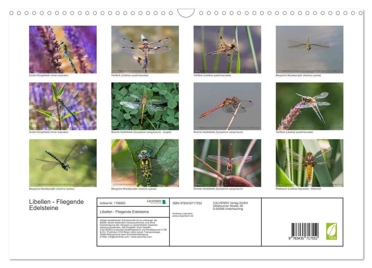 Bild: 9783435717552 | Libellen - Fliegende Edelsteine (Wandkalender 2025 DIN A3 quer),...