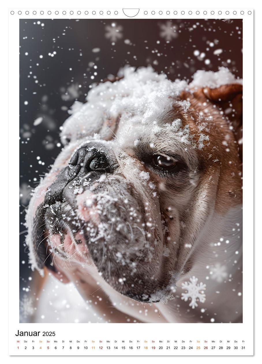 Bild: 9783457175699 | Englische Bulldogge - sanfter Kumpel (Wandkalender 2025 DIN A3...