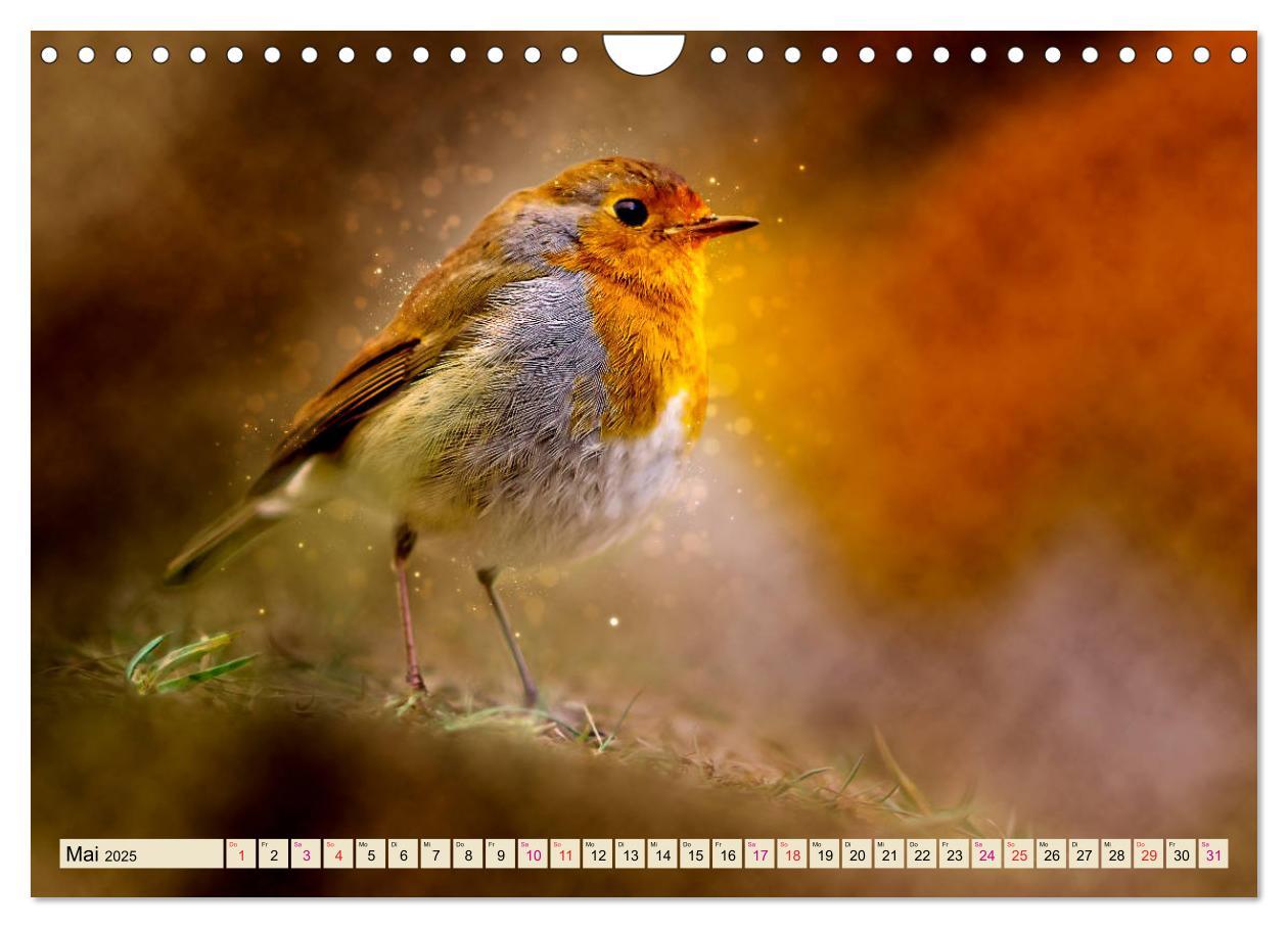 Bild: 9783435334100 | Bei uns im Garten - Rotkehlchen (Wandkalender 2025 DIN A4 quer),...