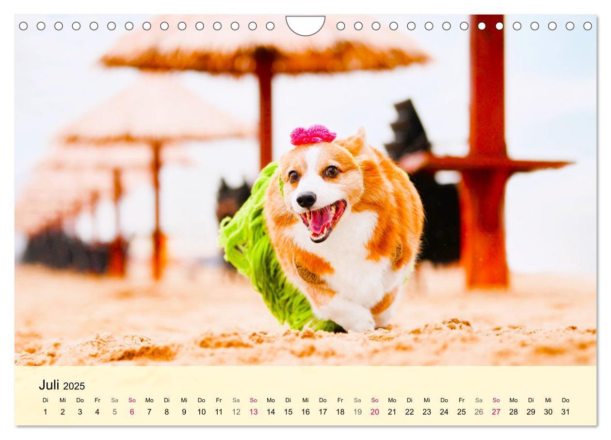 Bild: 9783435020119 | Welsh Corgi. Zauberhafter Dickkopf auf kurzen Beinen (Wandkalender...