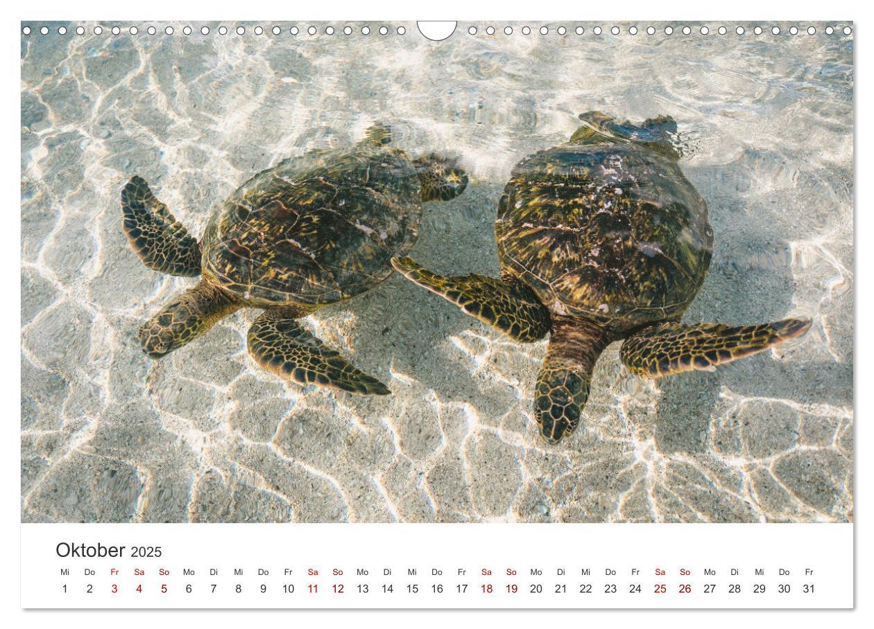 Bild: 9783383997358 | Schildkröten - Die gepanzerten Tiere. (Wandkalender 2025 DIN A3...