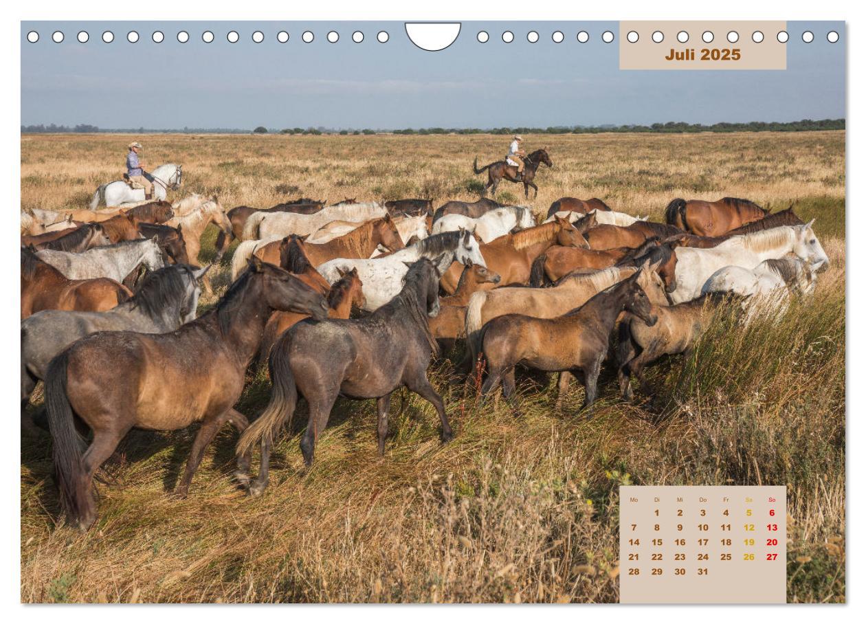 Bild: 9783435105823 | Pferde - Andalusiens wilder Westen (Wandkalender 2025 DIN A4 quer),...