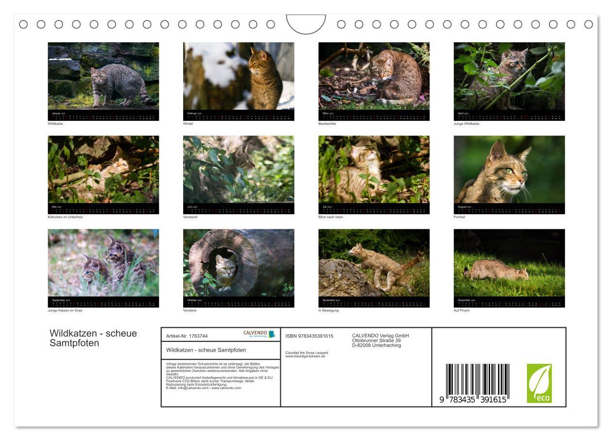 Bild: 9783435391615 | Wildkatzen - scheue Samtpfoten (Wandkalender 2025 DIN A4 quer),...