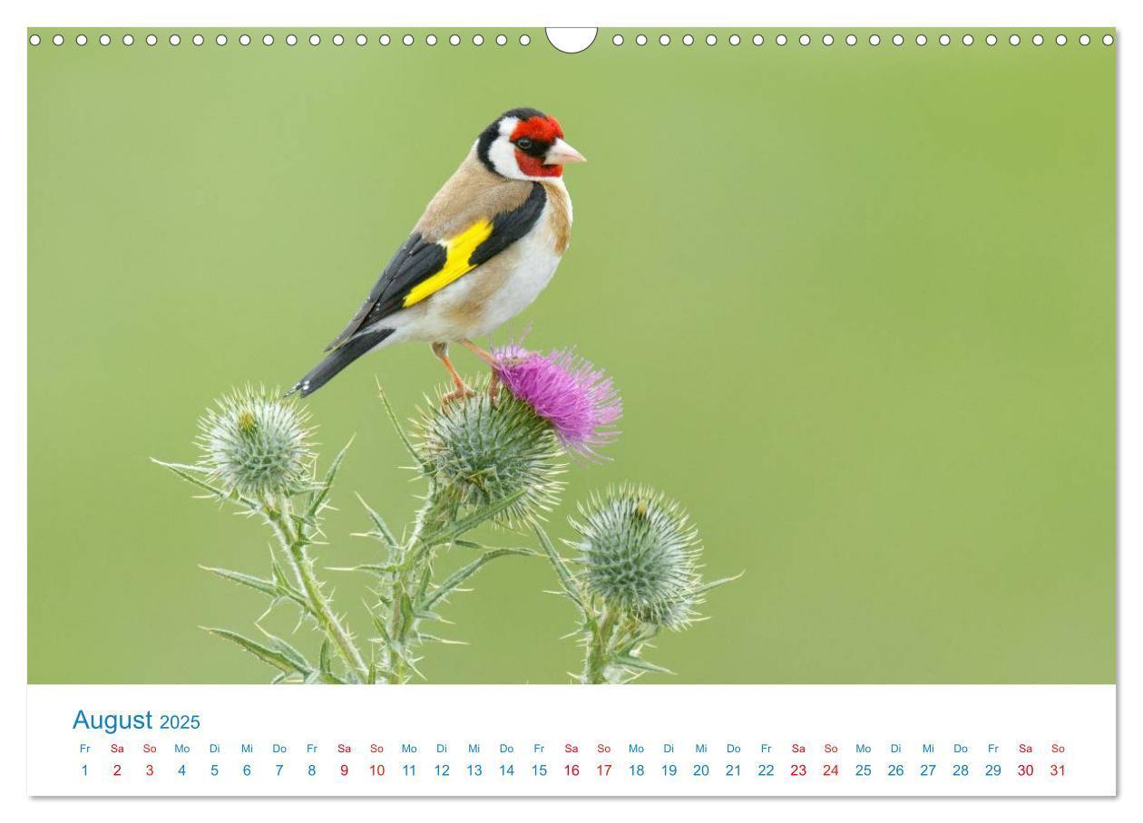 Bild: 9783435464357 | Singvögel - 12 Arten im Garten (Wandkalender 2025 DIN A3 quer),...