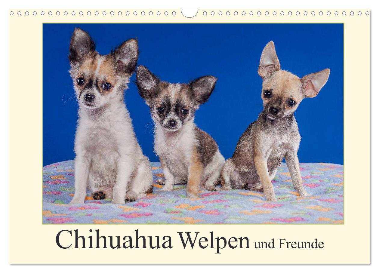 Cover: 9783435835294 | Chihuahua Welpen und Freunde (Wandkalender 2025 DIN A3 quer),...