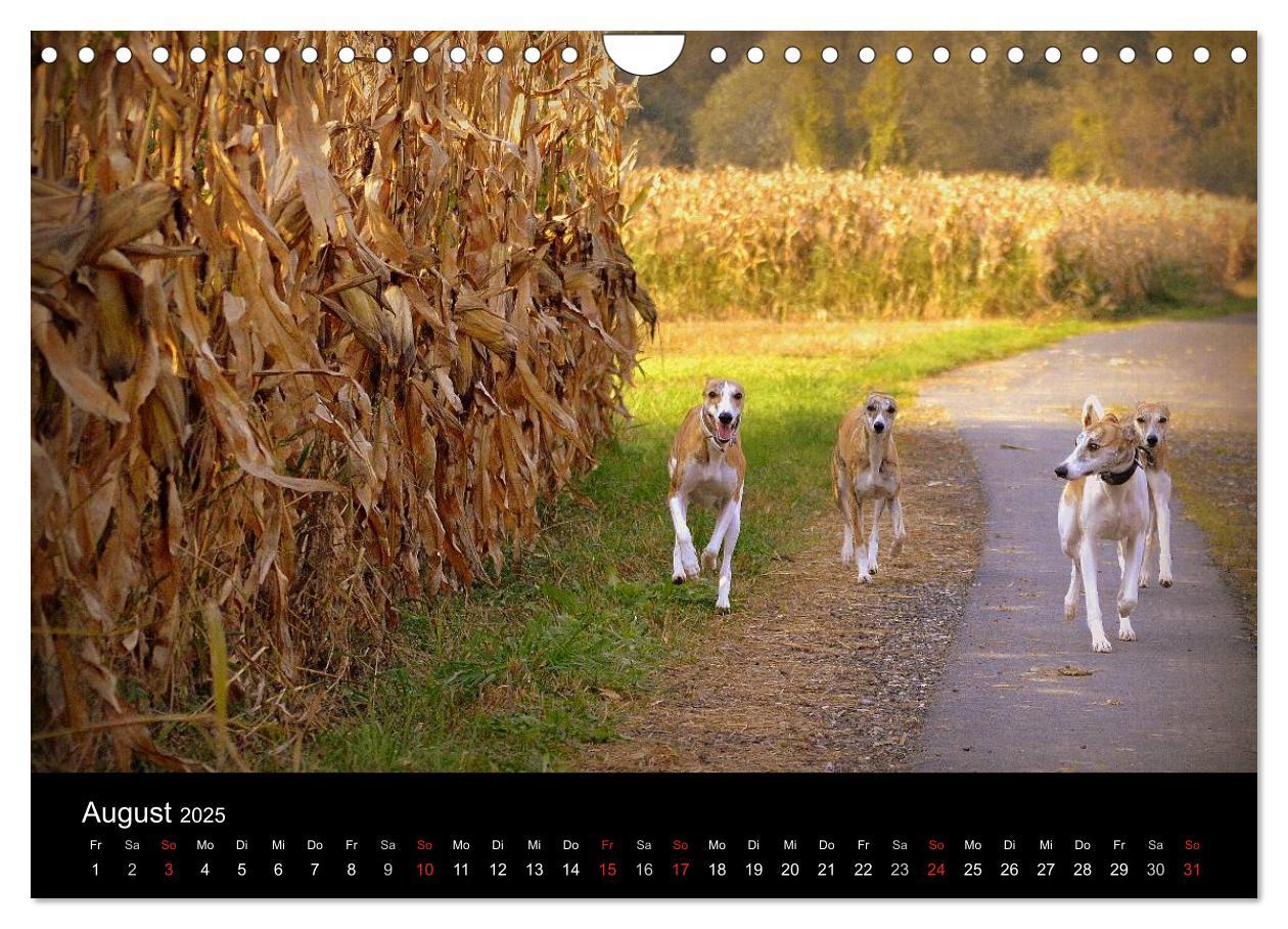 Bild: 9783435634910 | Whippets in Aktion (Wandkalender 2025 DIN A4 quer), CALVENDO...