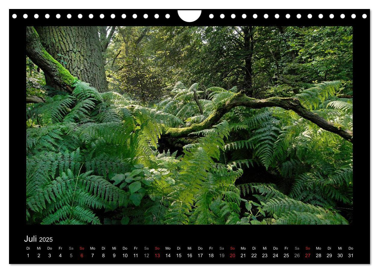 Bild: 9783435626861 | Märchenhafter Reinhardswald und Urwald Sababurg (Wandkalender 2025...