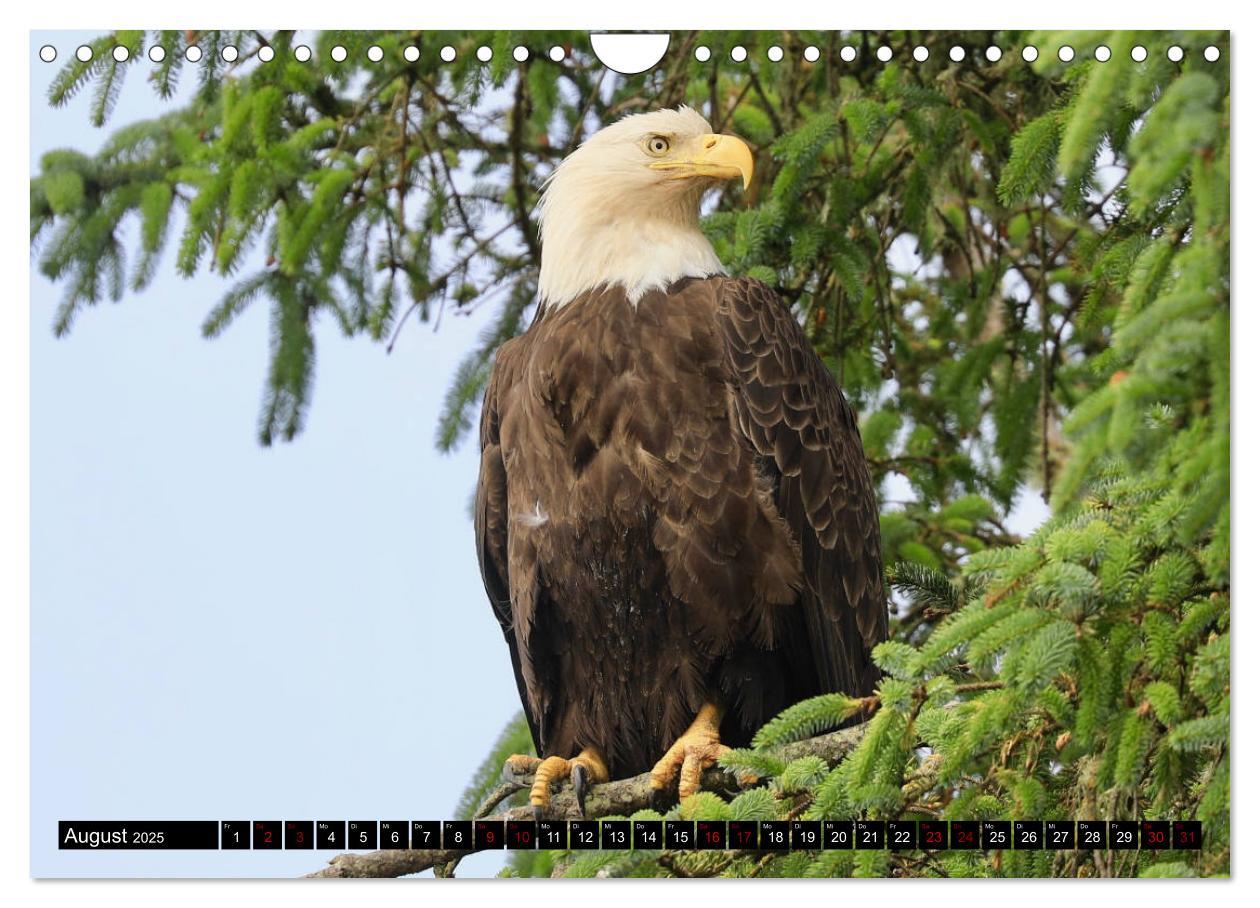 Bild: 9783435347636 | Weißkopfseeadler. Herrscher der Lüfte. 2025 (Wandkalender 2025 DIN...