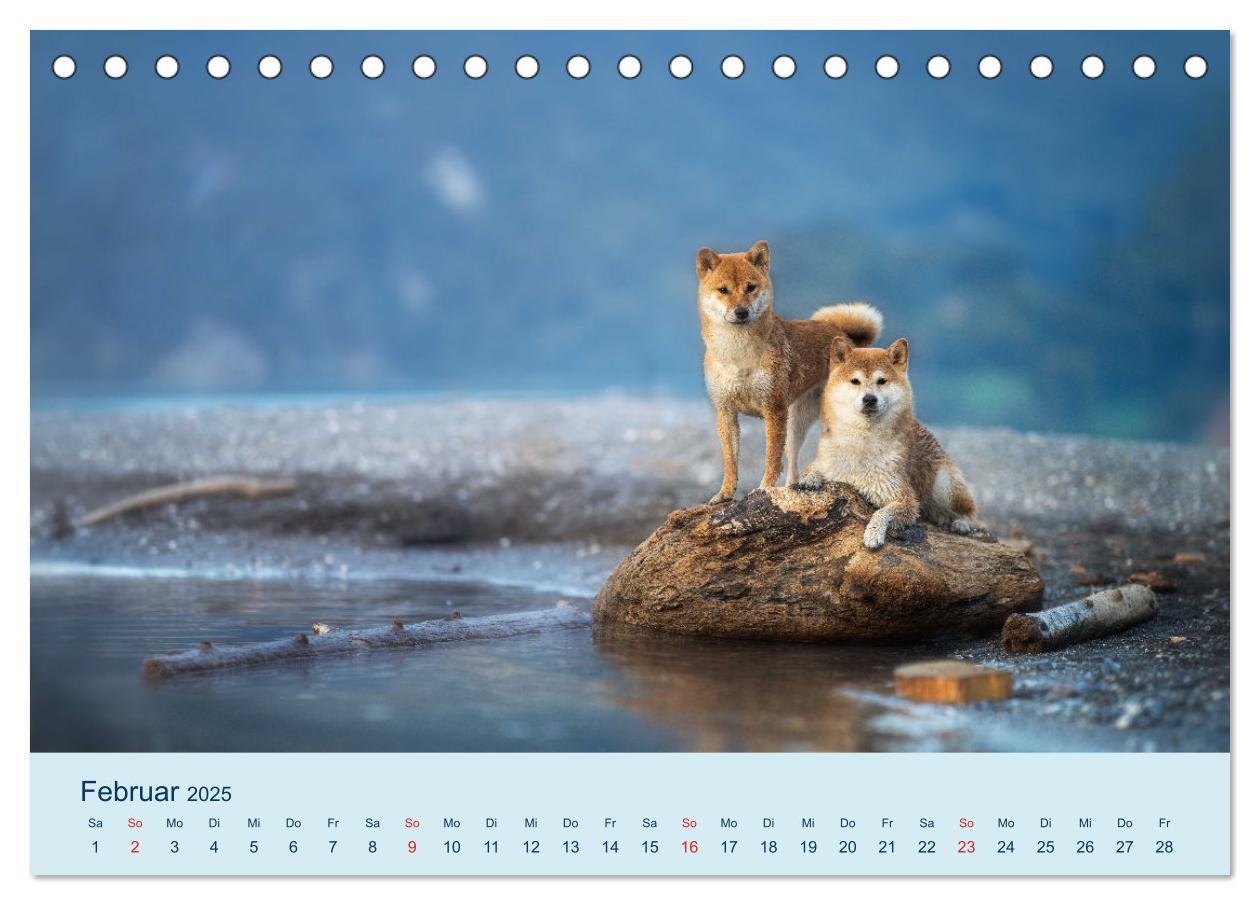 Bild: 9783457234181 | Shiba Inu - mutig, treu, selbstbewusst (Tischkalender 2025 DIN A5...