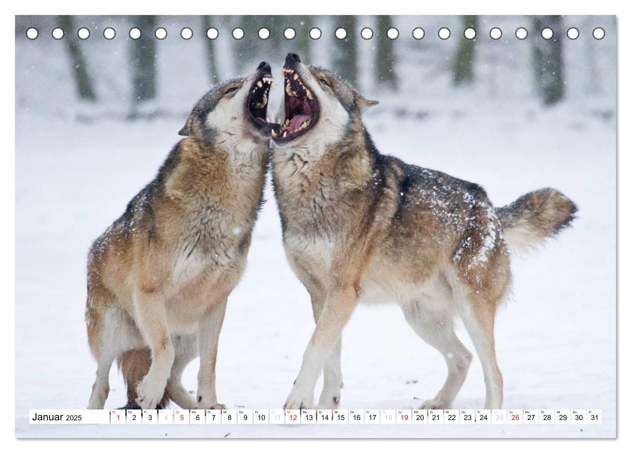 Bild: 9783435490035 | Mit dem Wolf durch's Jahr (Tischkalender 2025 DIN A5 quer),...