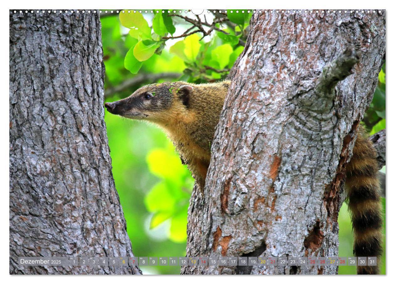 Bild: 9783435262519 | Tierparadies Pantanal (Wandkalender 2025 DIN A2 quer), CALVENDO...