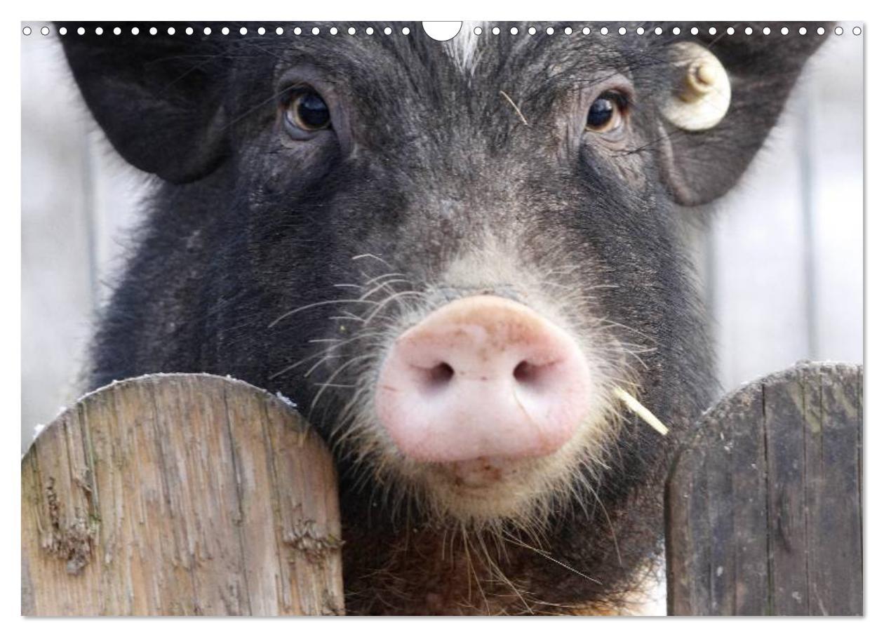 Bild: 9783435778638 | Schwein gehabt! (Wandkalender 2025 DIN A3 quer), CALVENDO...