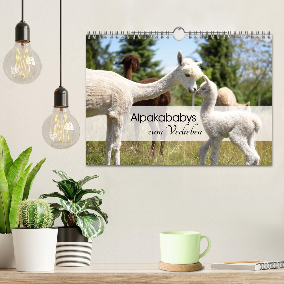 Bild: 9783383940514 | Alpakababys zum Verlieben (Wandkalender 2025 DIN A4 quer), CALVENDO...