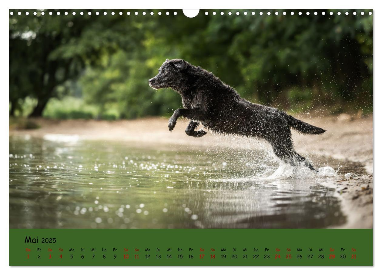 Bild: 9783383960284 | Labrador Retriever - Vielfalt auf Vier Pfoten (Wandkalender 2025...